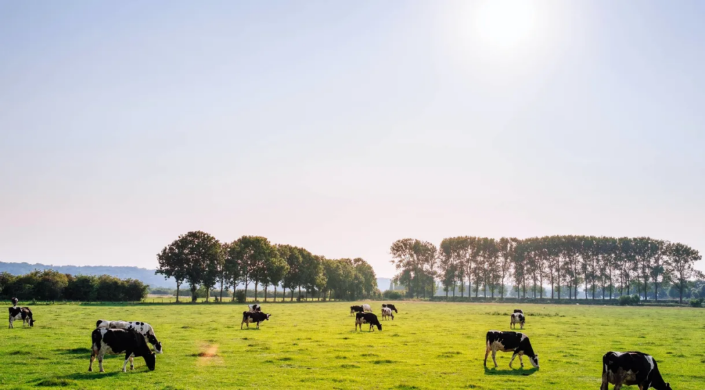 image-3-1024x566 Produção de carne bovina no Brasil pode cair 25% até 2050 por respostas às mudanças climáticas