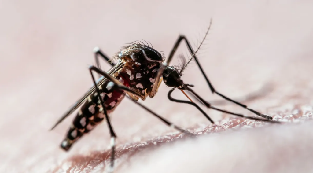 image-6-1024x566 Estado de Minas Gerais se aproxima de 900 mil casos de dengue neste ano