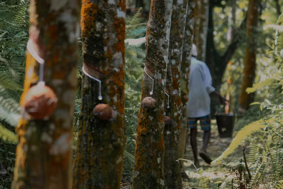 image-1 História da borracha envolve Brasil vítima de pirataria e criação de cidade dedicada a ela no meio da Amazônia